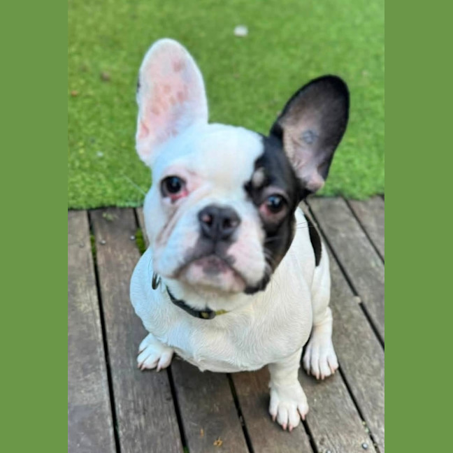 Photo of Frenchie