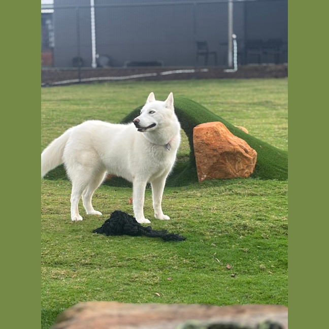 Photo of Yuki   3 Year Old Husky