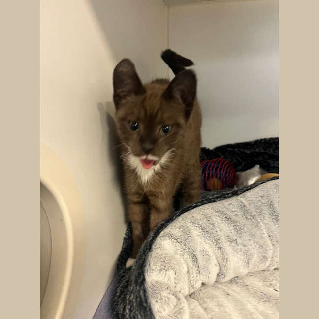 Photo of Bandit