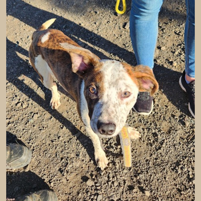 Photo of Valor (66587)