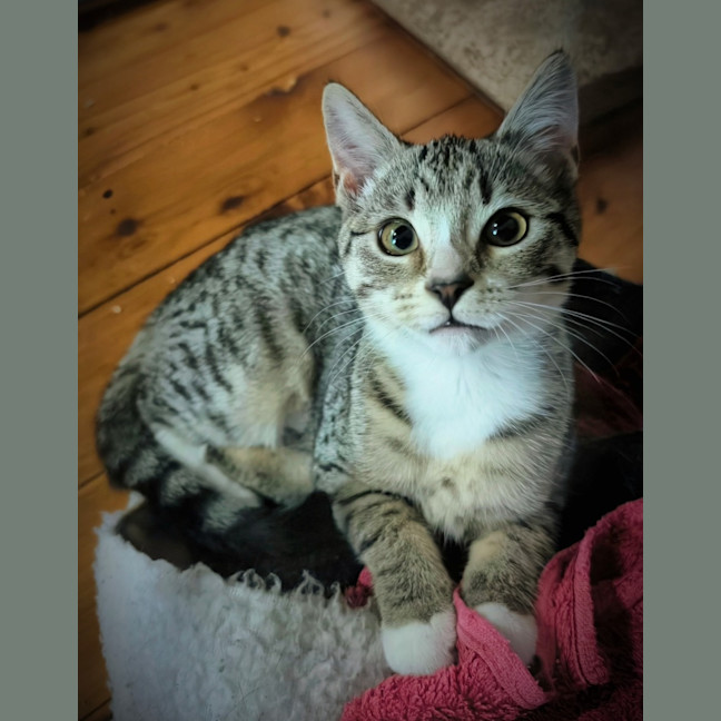 Photo of Cookie