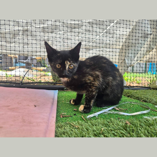 Photo of Ember
