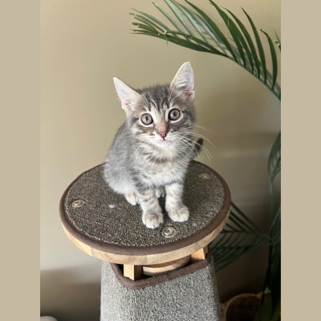 Photo of Waffles & Sprout