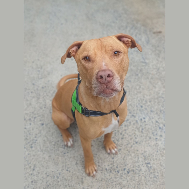Photo of Romeo