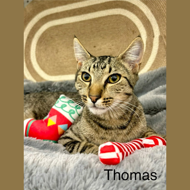 Photo of Thomas