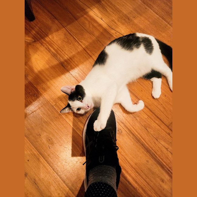 Photo of Haloumi