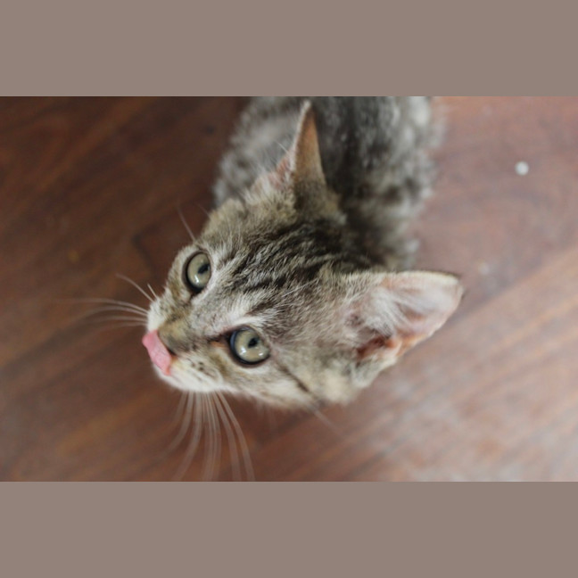 Photo of Rusty
