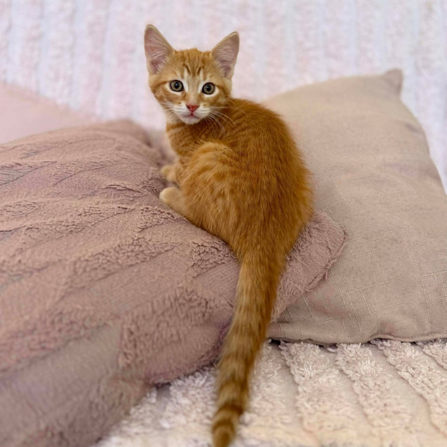 Photo of Tom   In Foster Care In Croydon