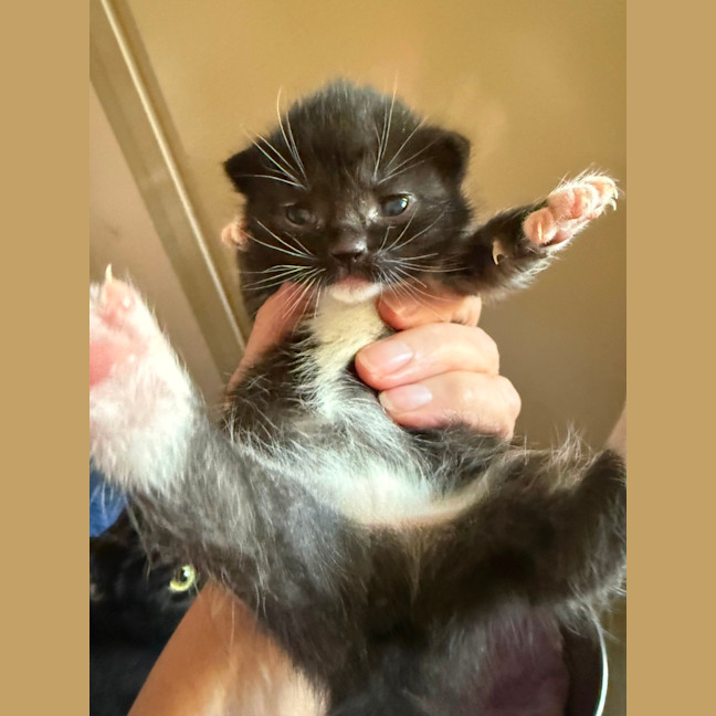 Photo of Fauna Meet Me At Petstock Chelsea