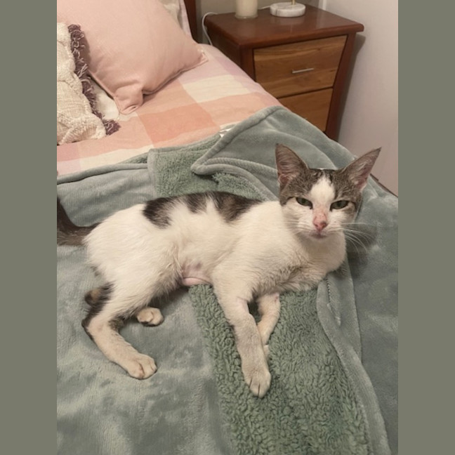 Photo of Daisy Urgently Needs A Home !