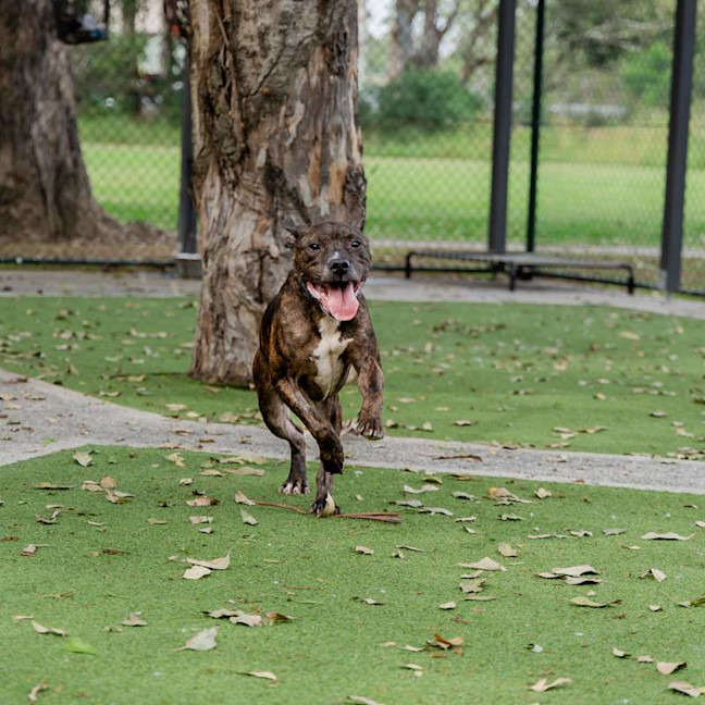 Photo of Brutus