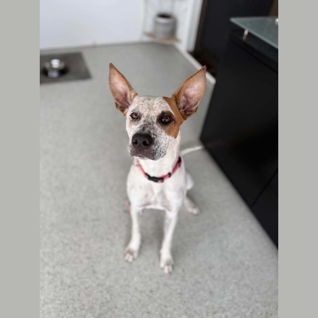 Photo of Poppy