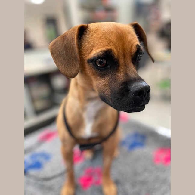 Photo of Ruby