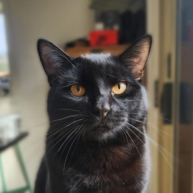 Photo of Truffle