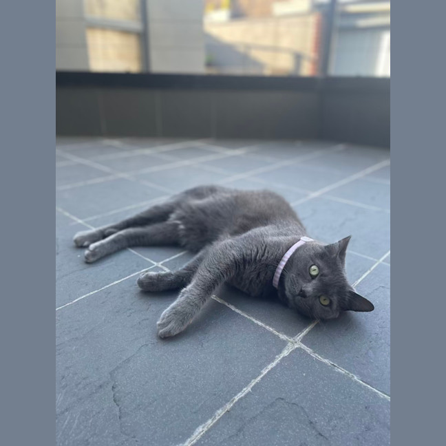 Photo of 💖 Coco 👑
