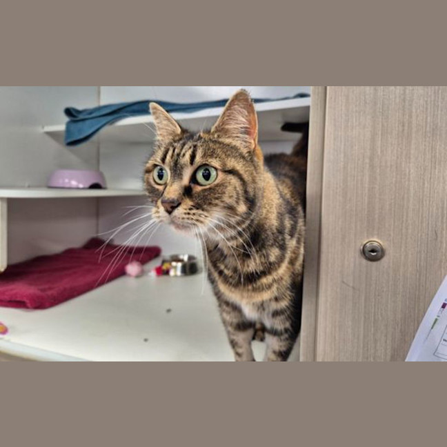Photo of Pumpkin