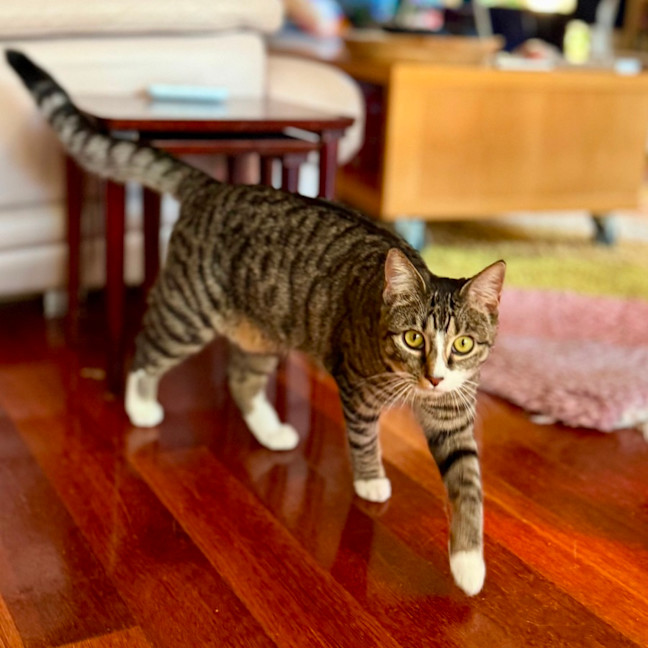 Photo of Lindsay   Located In Westmeadows