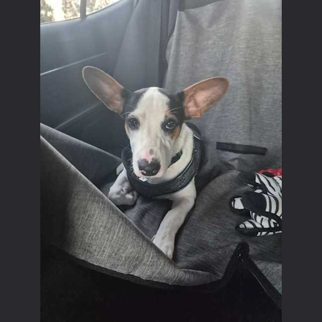 Photo of Dancer (Solo)