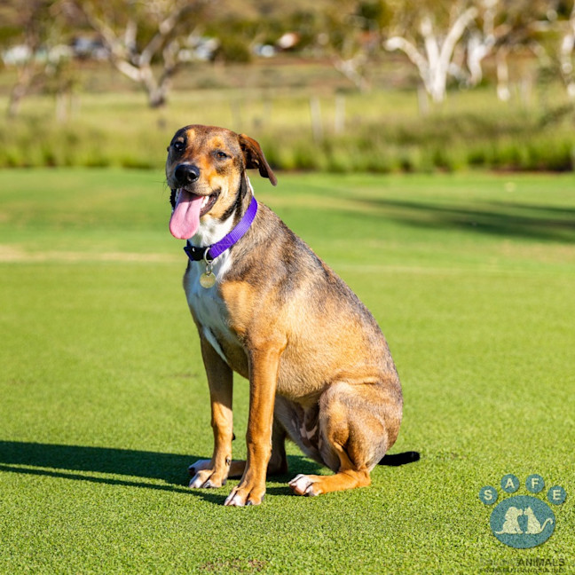 Photo of Willow