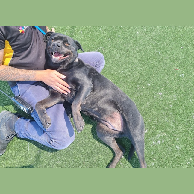 Photo of Shakira Imp 2061