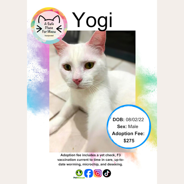 Photo of Yogi