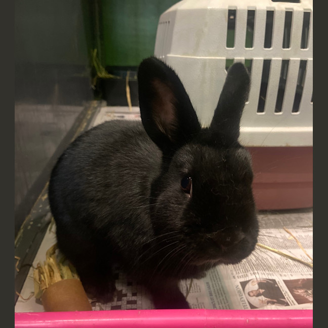 Photo of Soot