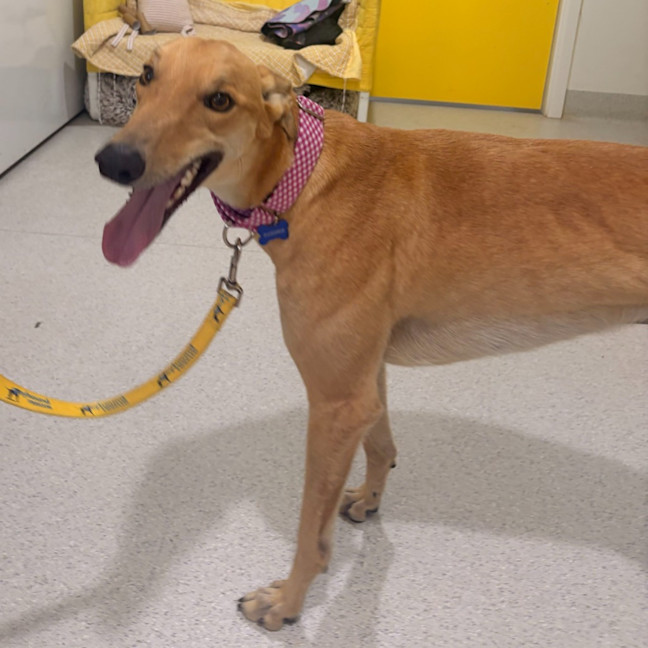 Photo of Cheeseburger The Greyhound
