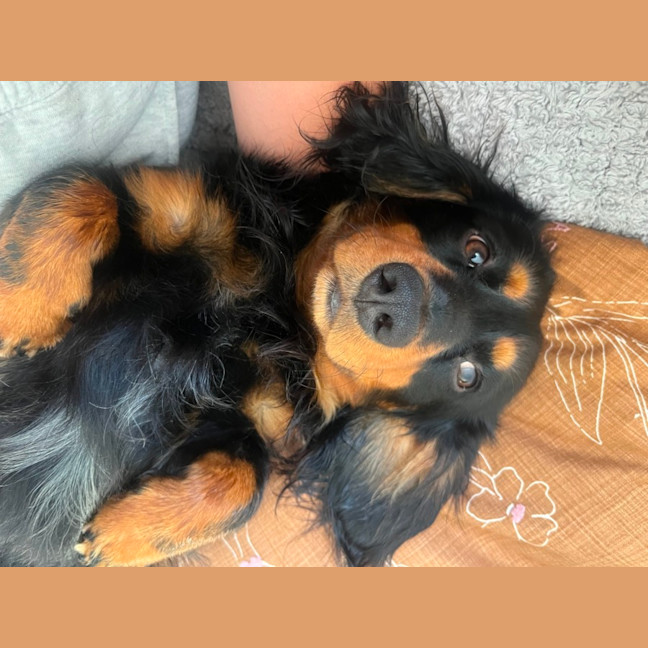 Photo of Bean   1 Year Old Dachshund X