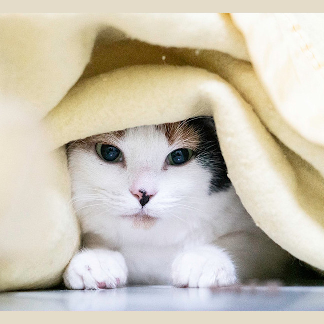 Photo of Clover