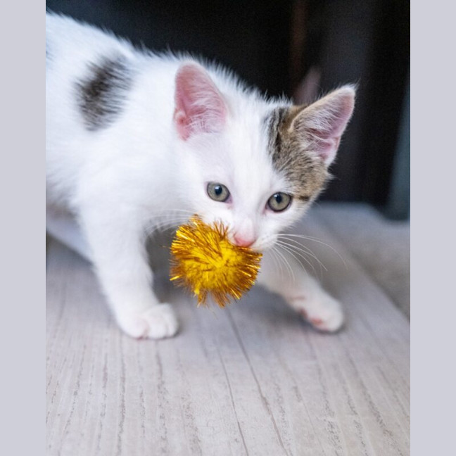 Photo of Apollo