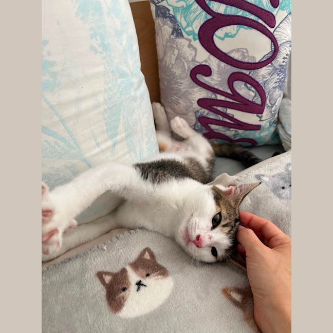 Photo of Basil