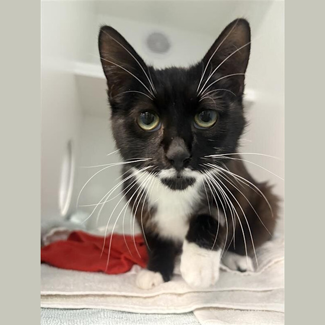 Photo of String Cheese