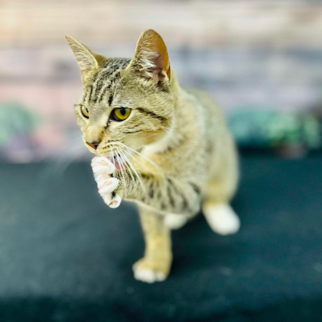 Photo of Tilly   Located In Preston 