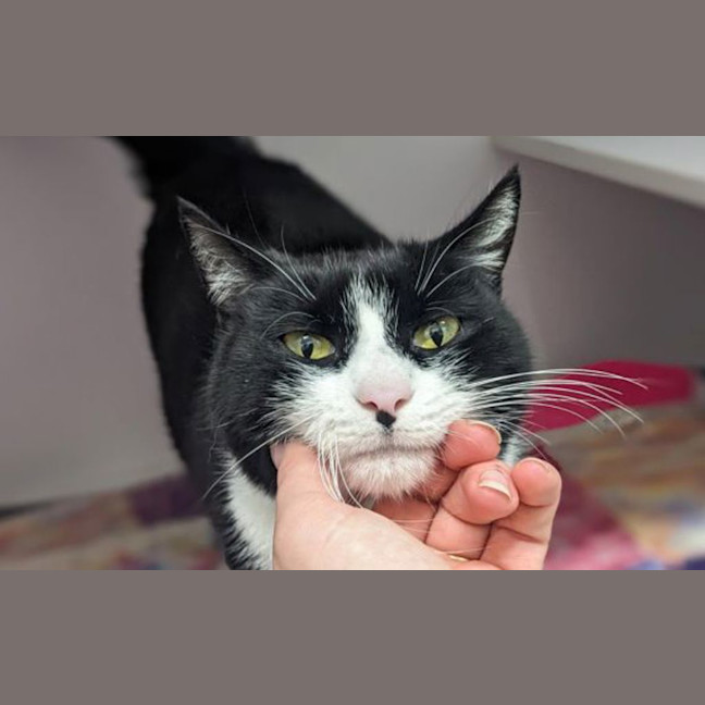 Photo of Lollie