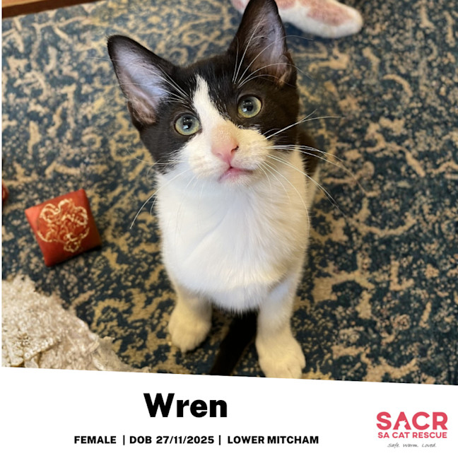 Photo of Wren