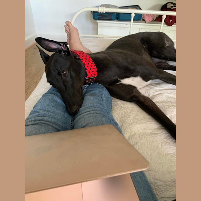 Photo of Lenny, The Greyhound