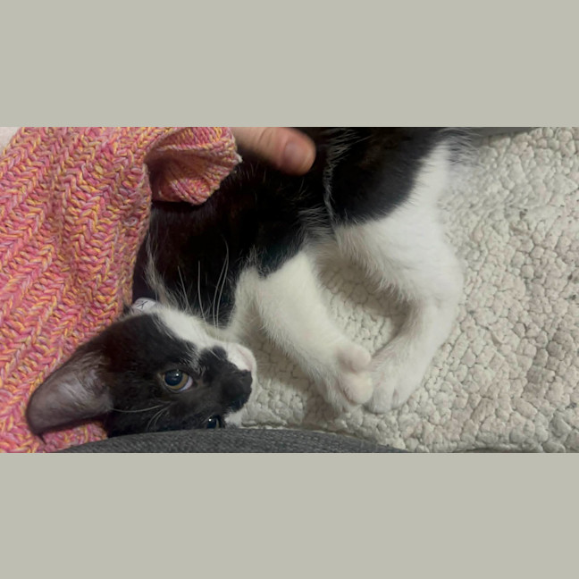 Photo of Atlas