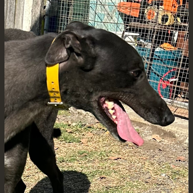 Photo of Skip