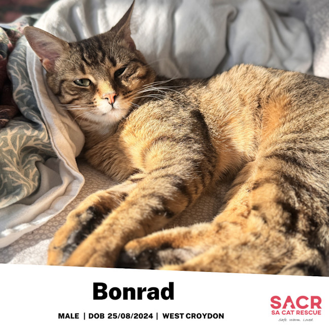 Photo of Bonrad