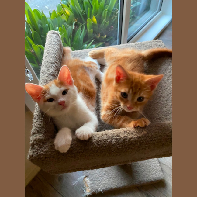 Photo of Spice Chai Meet Me At Pet Stock Carrum Downs