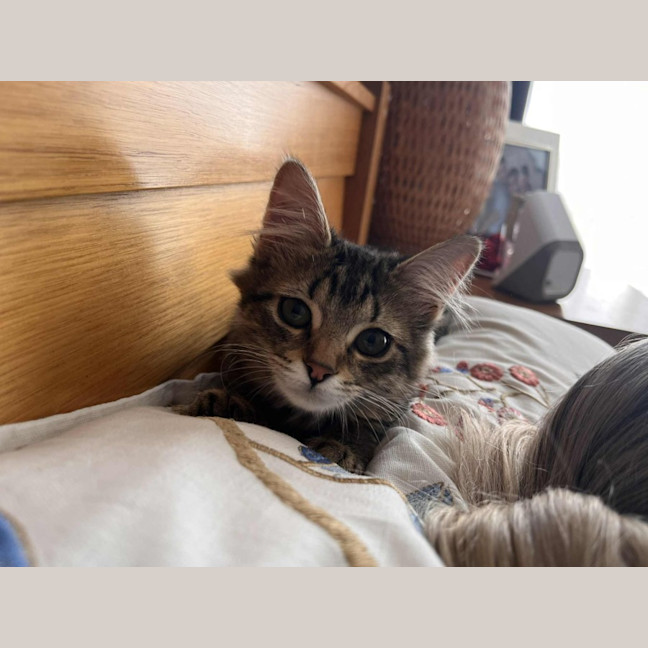 Photo of Bucket   In Foster Care In Greensborough