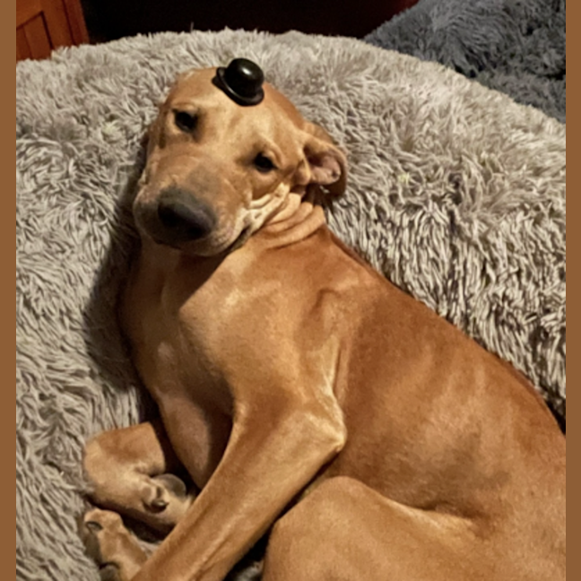 Photo of Teddy