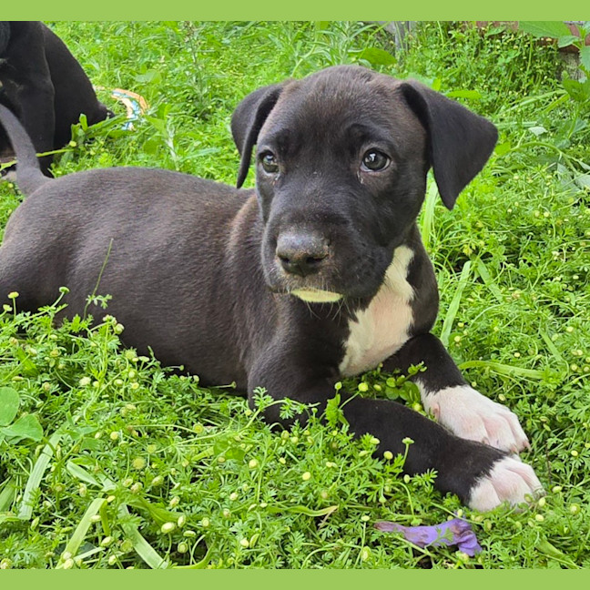 Photo of Binky   7 Week Old Bull Arab X Mastiff 