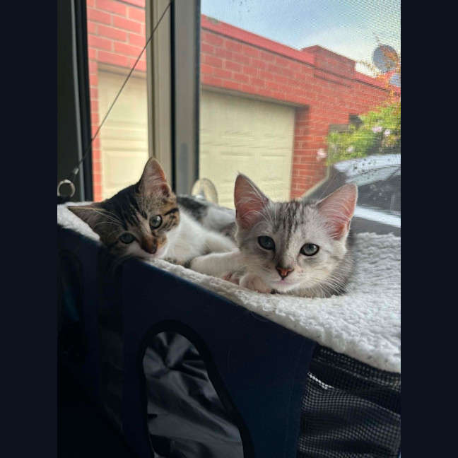 Photo of Missy Meet Me@Petstock Carrum Downs Store