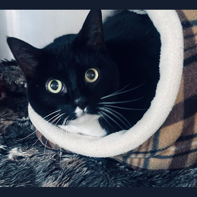 Photo of Ebony