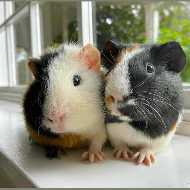 Photo of Heckle And Jeckle