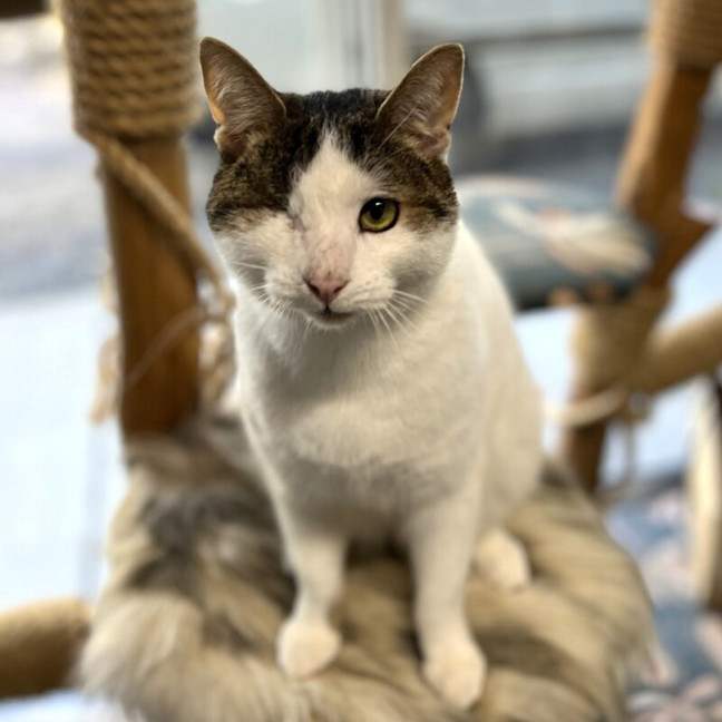 Photo of Bungi