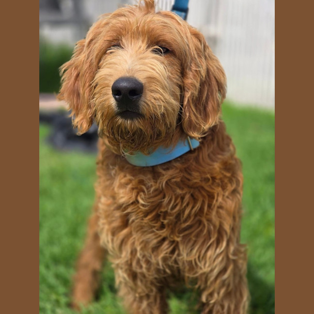 Photo of Murphy  Groodle