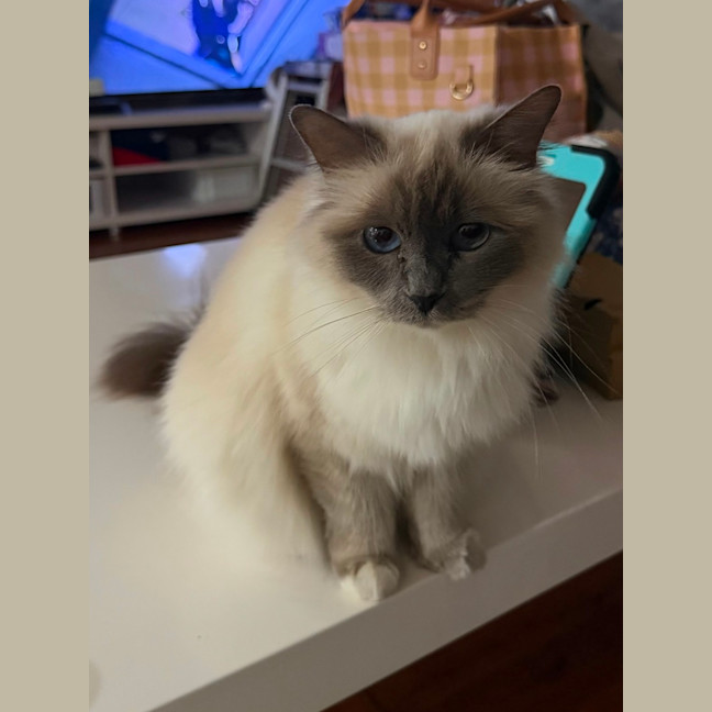 Photo of Stella