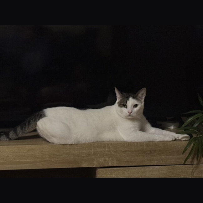 Photo of Mouse